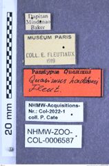 Etiketten zu Quasimus haddeni (Fleutiaux, 1934) (NHMW-ZOO-COL-0006587)